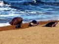 Southern Elephant Seal