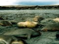 Southern Elephant Seal