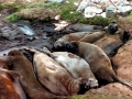 Southern Elephant Seal