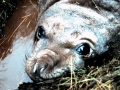 Southern Elephant Seal