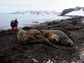 Southern Elephant Seal