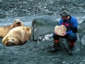 Southern Elephant Seal