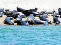 Southern Elephant Seal