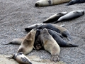 Southern Elephant Seal