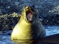 Southern Elephant Seal