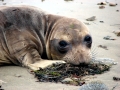 Southern Elephant Seal