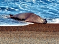 Southern Elephant Seal