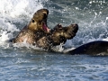 Southern Elephant Seal