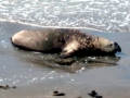 Southern Elephant Seal