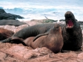 Southern Elephant Seal