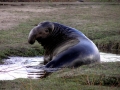 Southern Elephant Seal