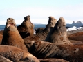 Southern Elephant Seal