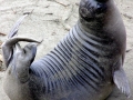 Southern Elephant Seal