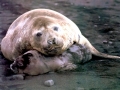 Southern Elephant Seal