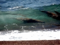 Southern Elephant Seal