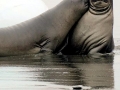 Southern Elephant Seal