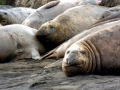 Southern Elephant Seal