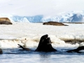 Southern Elephant Seal