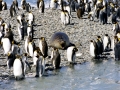 Southern Elephant Seal