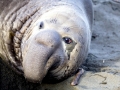 Southern Elephant Seal
