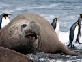 Southern Elephant Seal