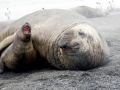 Southern Elephant Seal