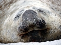 Southern Elephant Seal