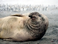 Southern Elephant Seal