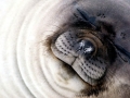 Southern Elephant Seal