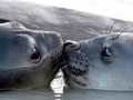 Southern Elephant Seal