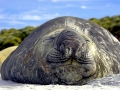 Southern Elephant Seal