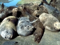 Southern Elephant Seal