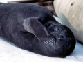 Southern Elephant Seal