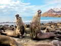 Southern Elephant Seal