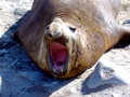 Southern Elephant Seal