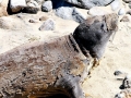 Southern Elephant Seal