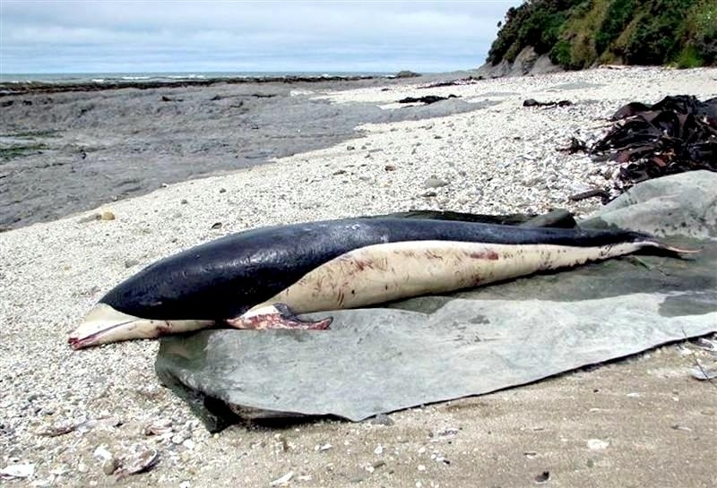 Southern Right Whale Dolphin