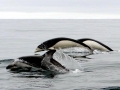 Southern Right Whale Dolphin