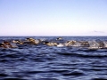 Southern Right Whale Dolphin