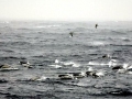 Southern Right Whale Dolphin