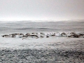 Southern Right Whale Dolphin