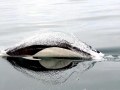 Southern Right Whale Dolphin