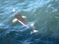 Southern Right Whale Dolphin