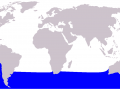 Southern Right Whale Dolphin