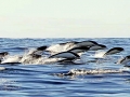 Southern Right Whale Dolphin