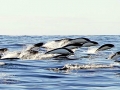 Southern Right Whale Dolphin