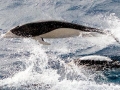 Southern Right Whale Dolphin