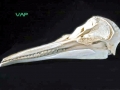 Southern Right Whale Dolphin