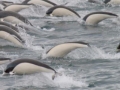 Southern Right Whale Dolphin