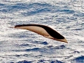 Southern Right Whale Dolphin